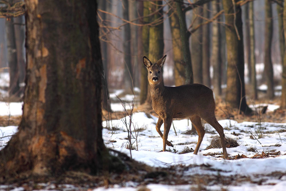 Zav▒▒t okno